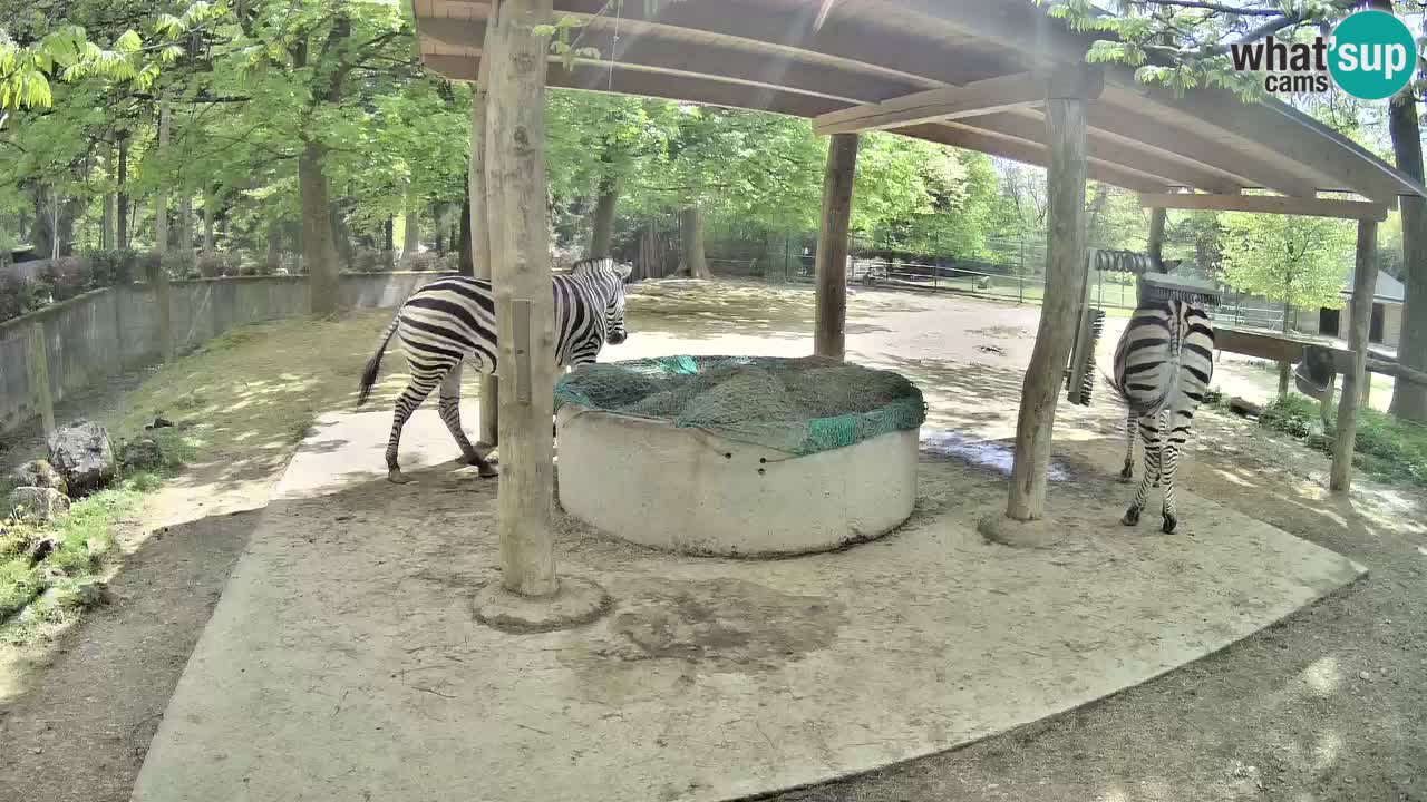 Camera en vivo Cebras in Ljubljana ZOO – Eslovenia