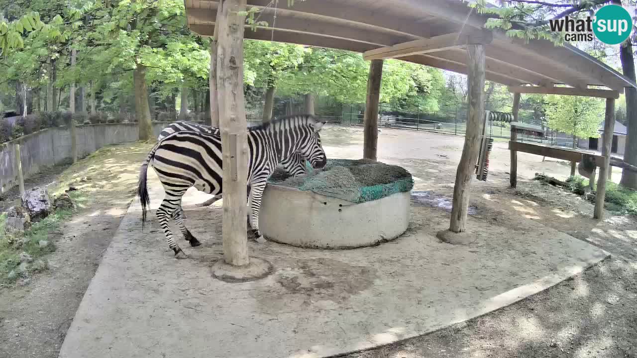 Live webcam Zebras in Ljubljana ZOO – Slovenia