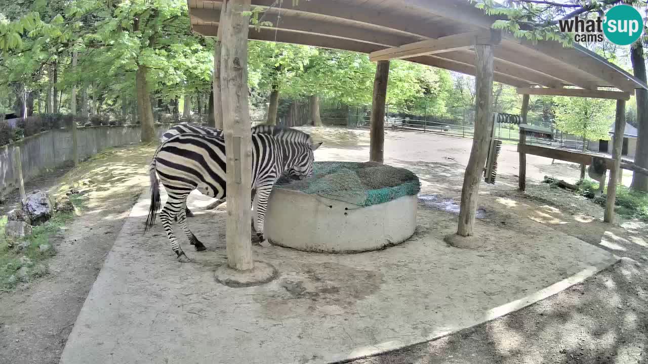 Live webcam Zebras in Ljubljana ZOO – Slovenia