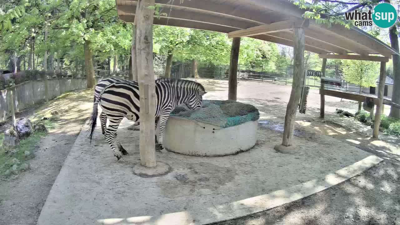 Live webcam Les zèbres in Ljubljana ZOO – Slovénie