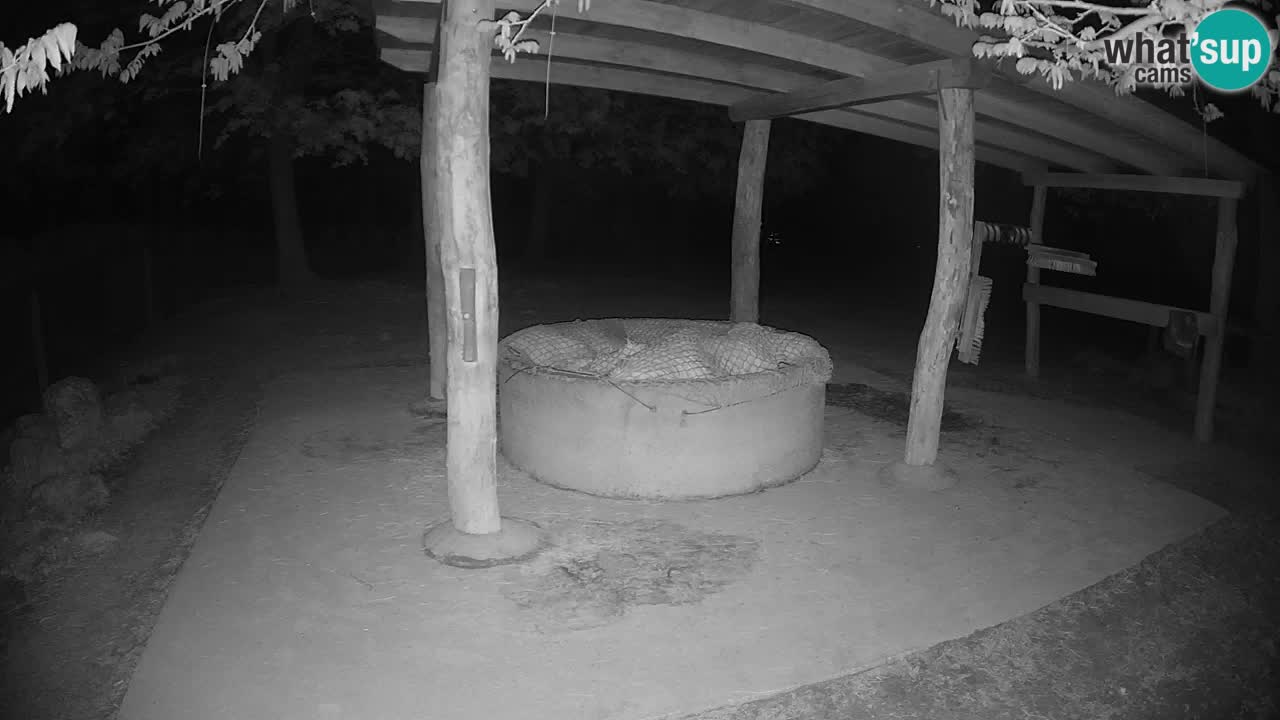 Camera en vivo Cebras in Ljubljana ZOO – Eslovenia