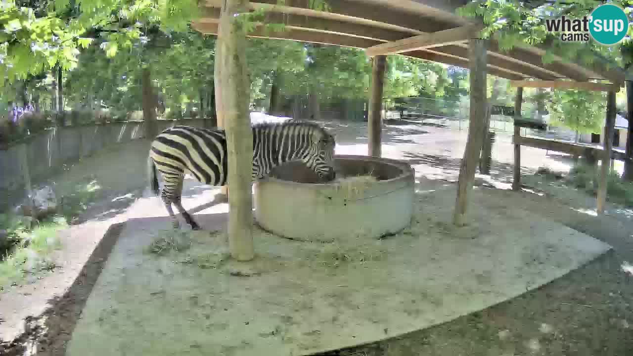 Live Webcam Zebras in Ljubljana ZOO – Slowenien