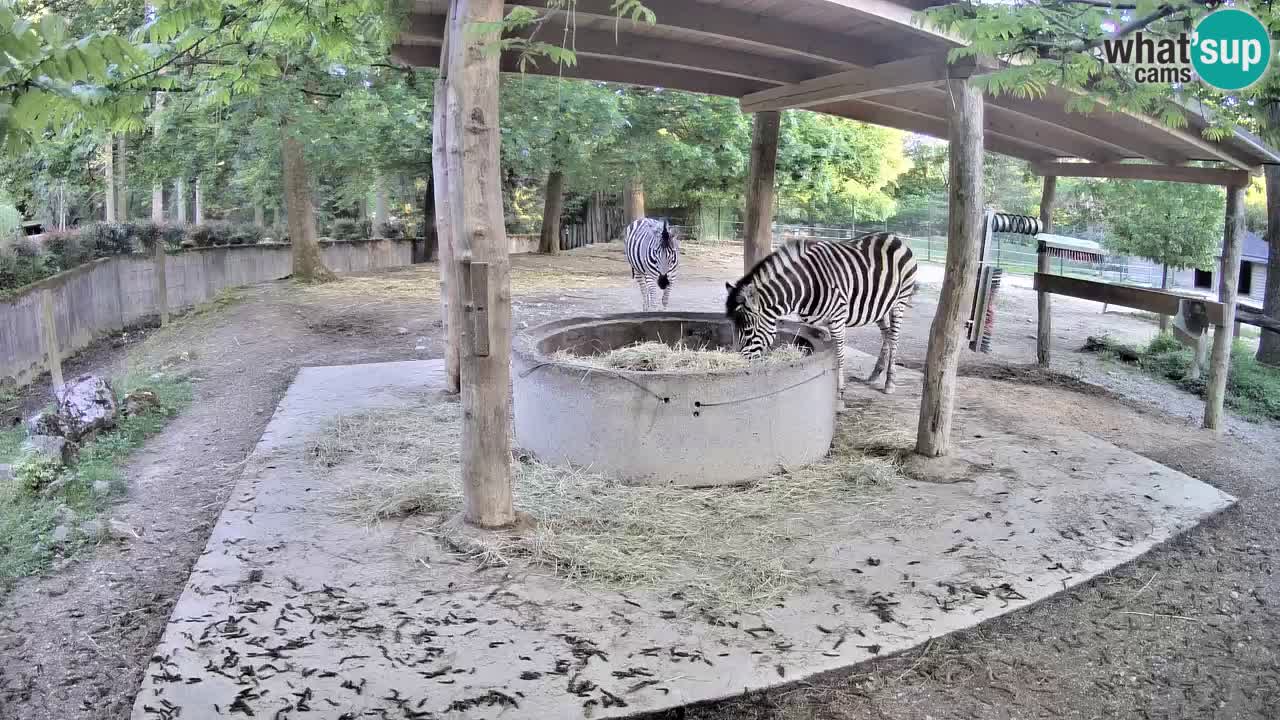 Live webcam Zebras in Ljubljana ZOO – Slovenia