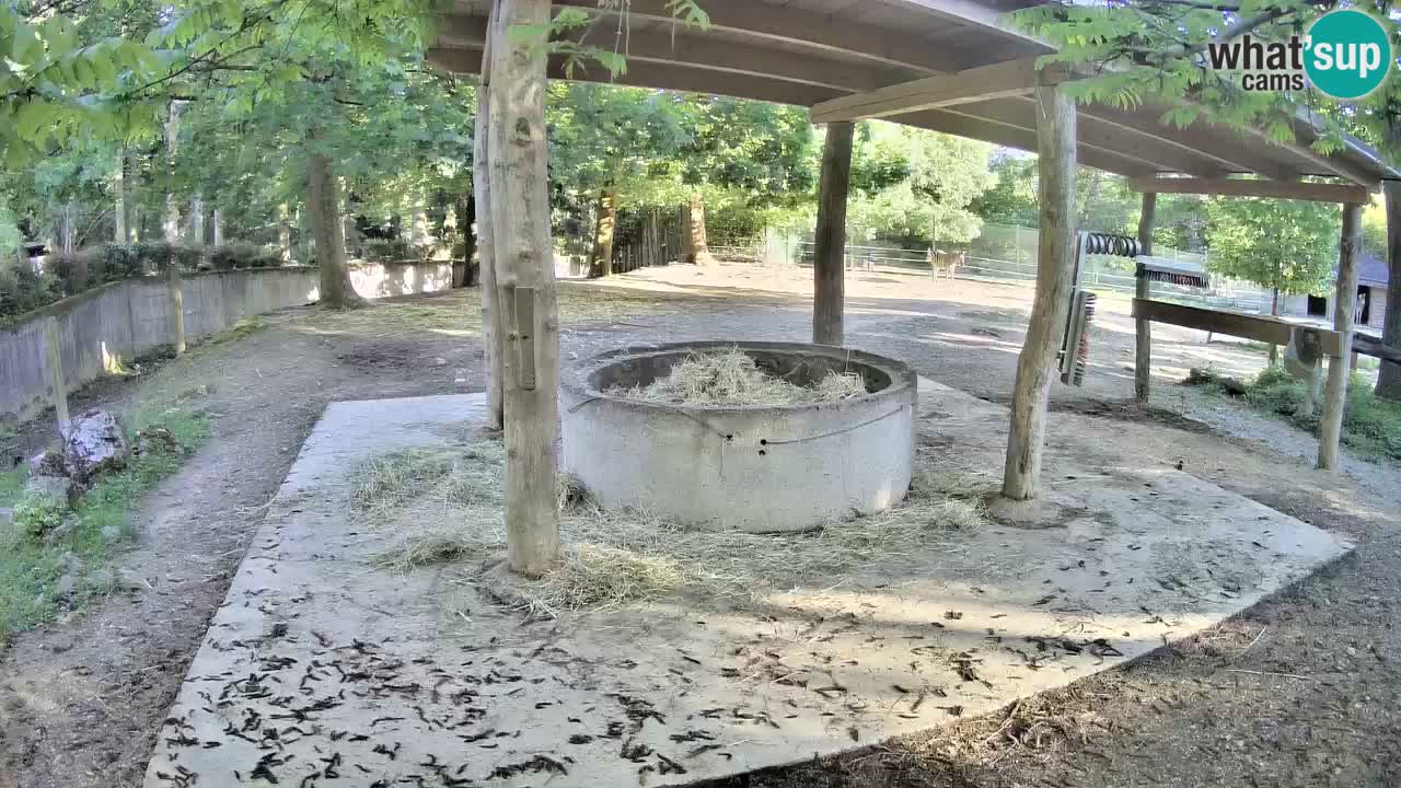 Live webcam Zebras in Ljubljana ZOO – Slovenia