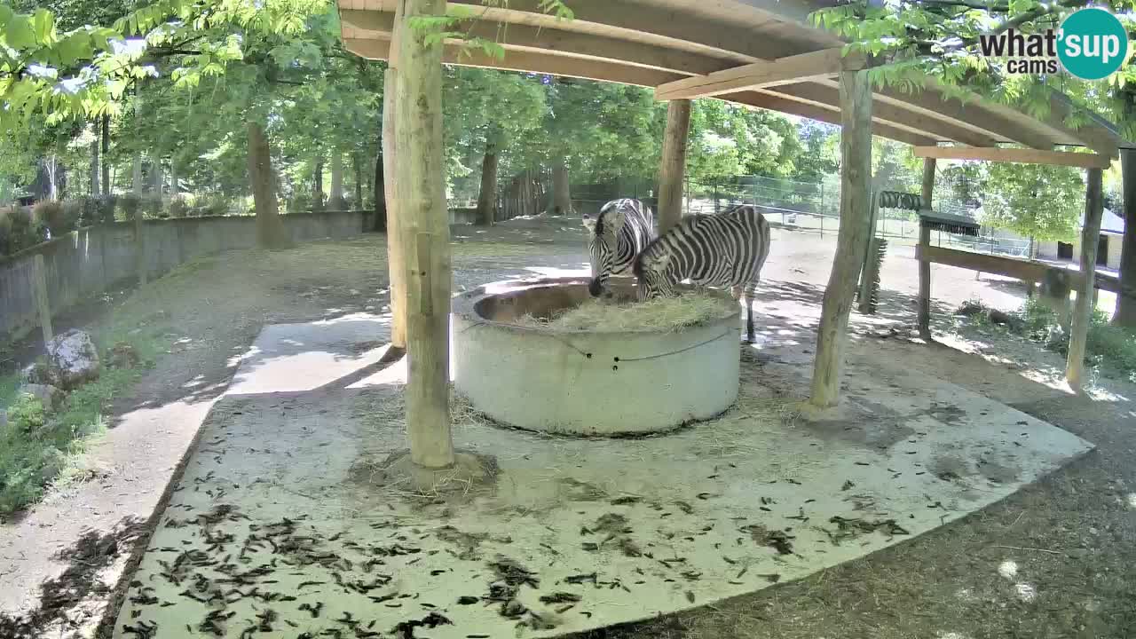 Camera en vivo Cebras in Ljubljana ZOO – Eslovenia