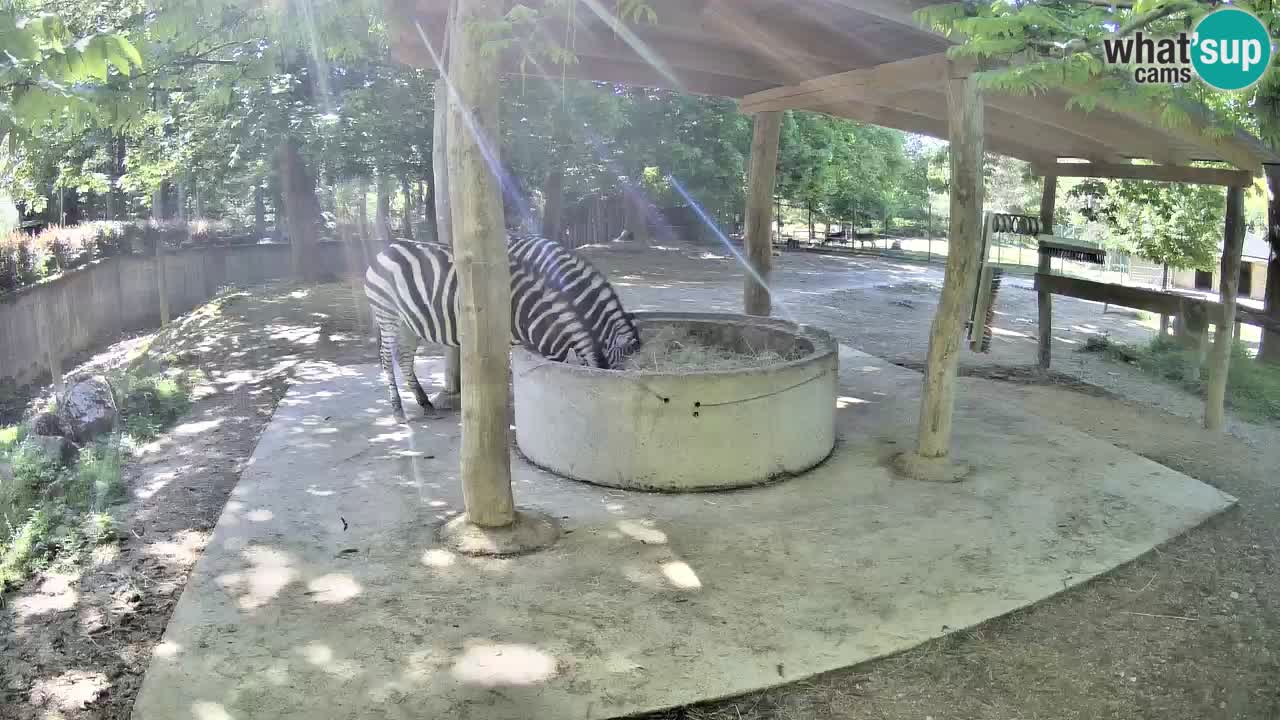 Le Zebre nello ZOO di Ljubljana – Slovenia Live webcam