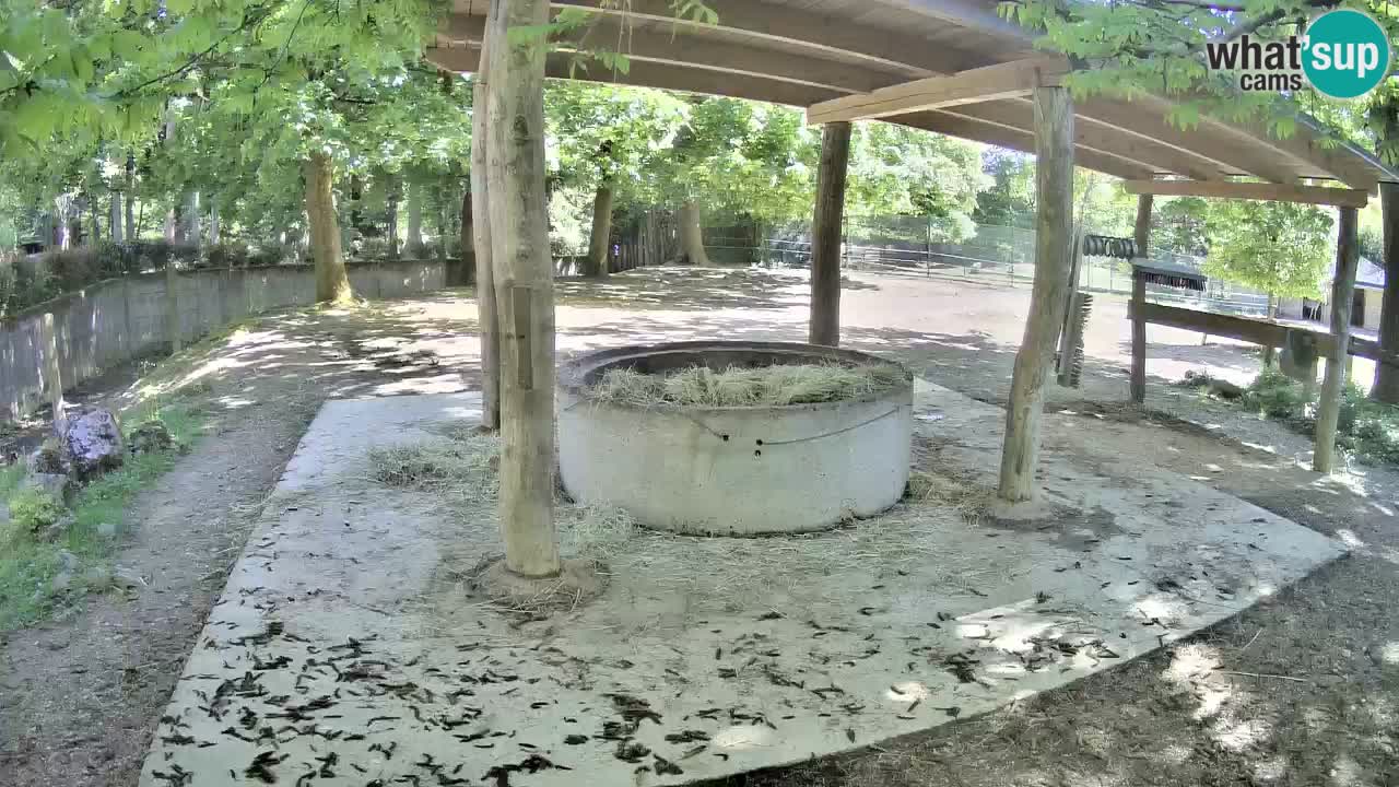 Le Zebre nello ZOO di Ljubljana – Slovenia Live webcam