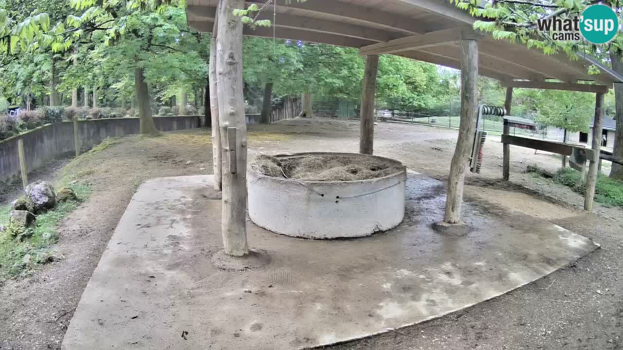 Live webcam Les zèbres in Ljubljana ZOO – Slovénie