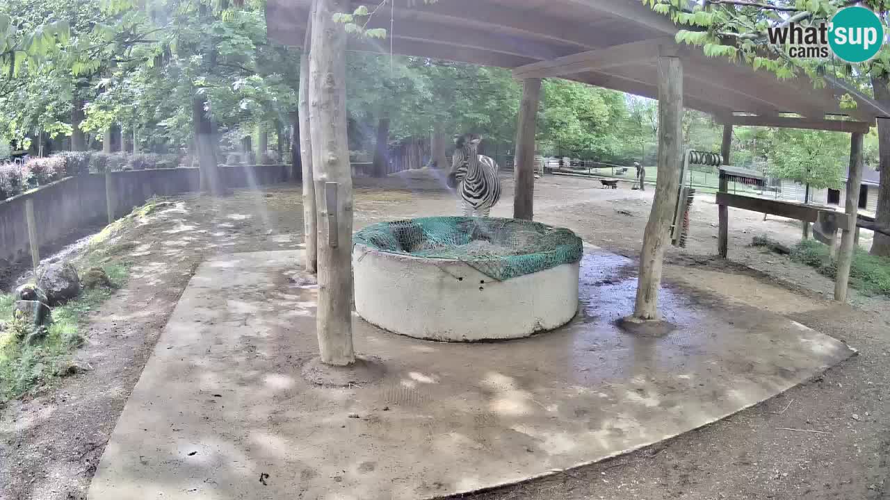 Zebre v živo v živalskem vrtu Ljubljana ZOO spletne kamere