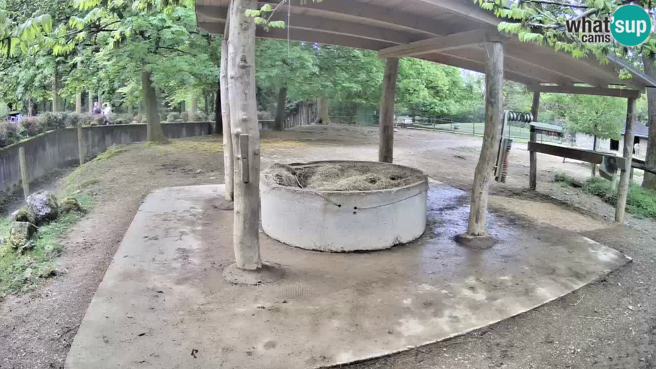 Zebre v živo v živalskem vrtu Ljubljana ZOO spletne kamere