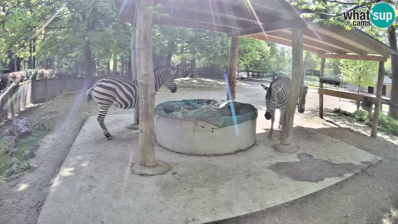 Zebre v živo v živalskem vrtu Ljubljana ZOO spletne kamere