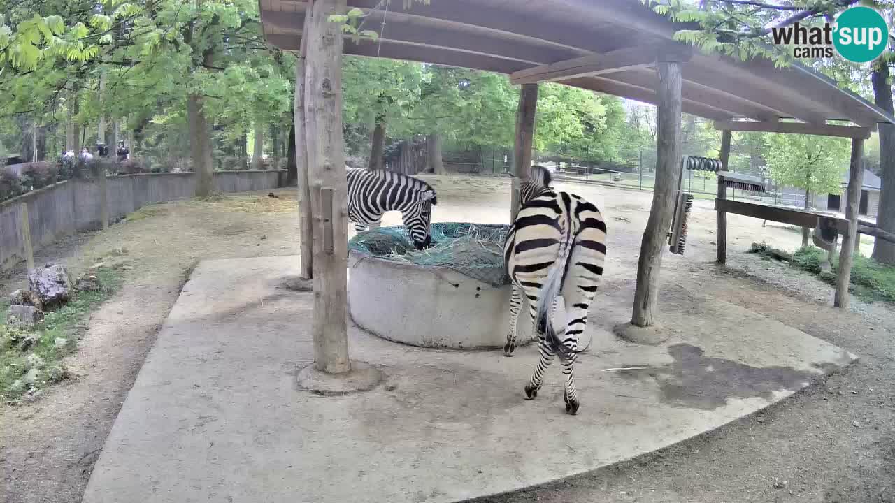 Web kamera uživo Zebras u ZOO Ljubljana – Slovenija