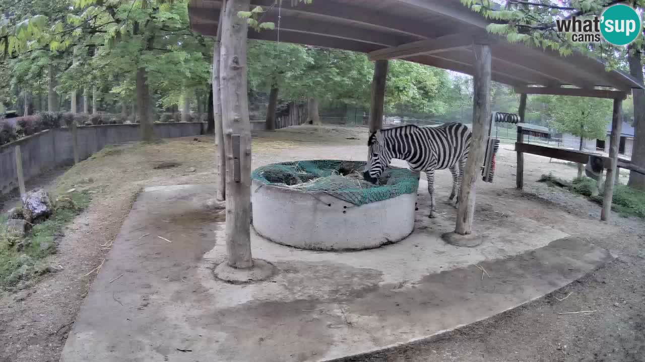 Live webcam Zebras in Ljubljana ZOO – Slovenia