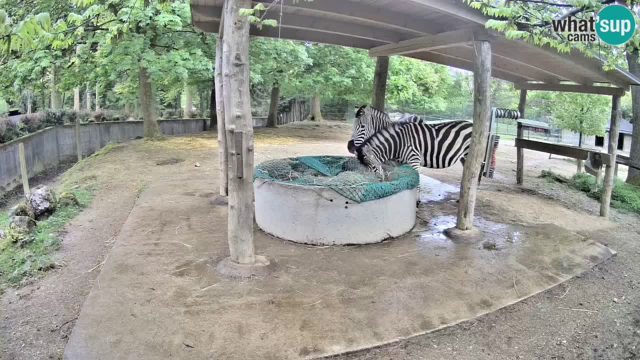 Live webcam Zebras in Ljubljana ZOO – Slovenia