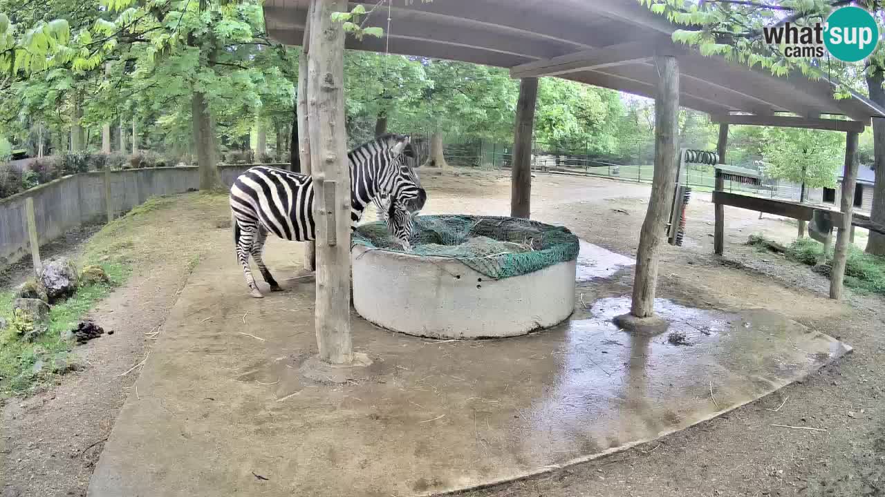 Live webcam Zebras in Ljubljana ZOO – Slovenia