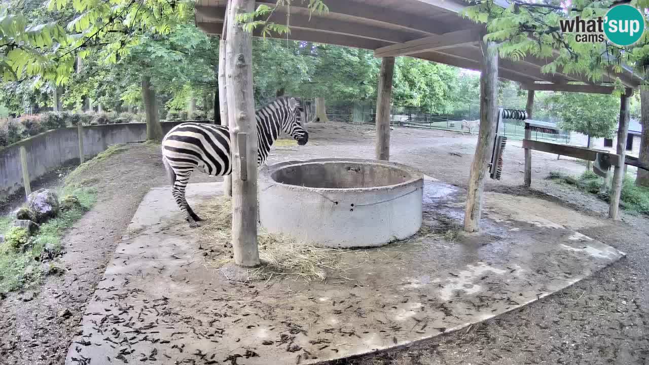 Live webcam Les zèbres in Ljubljana ZOO – Slovénie