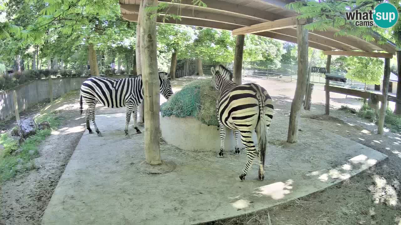 Live webcam Zebras in Ljubljana ZOO – Slovenia