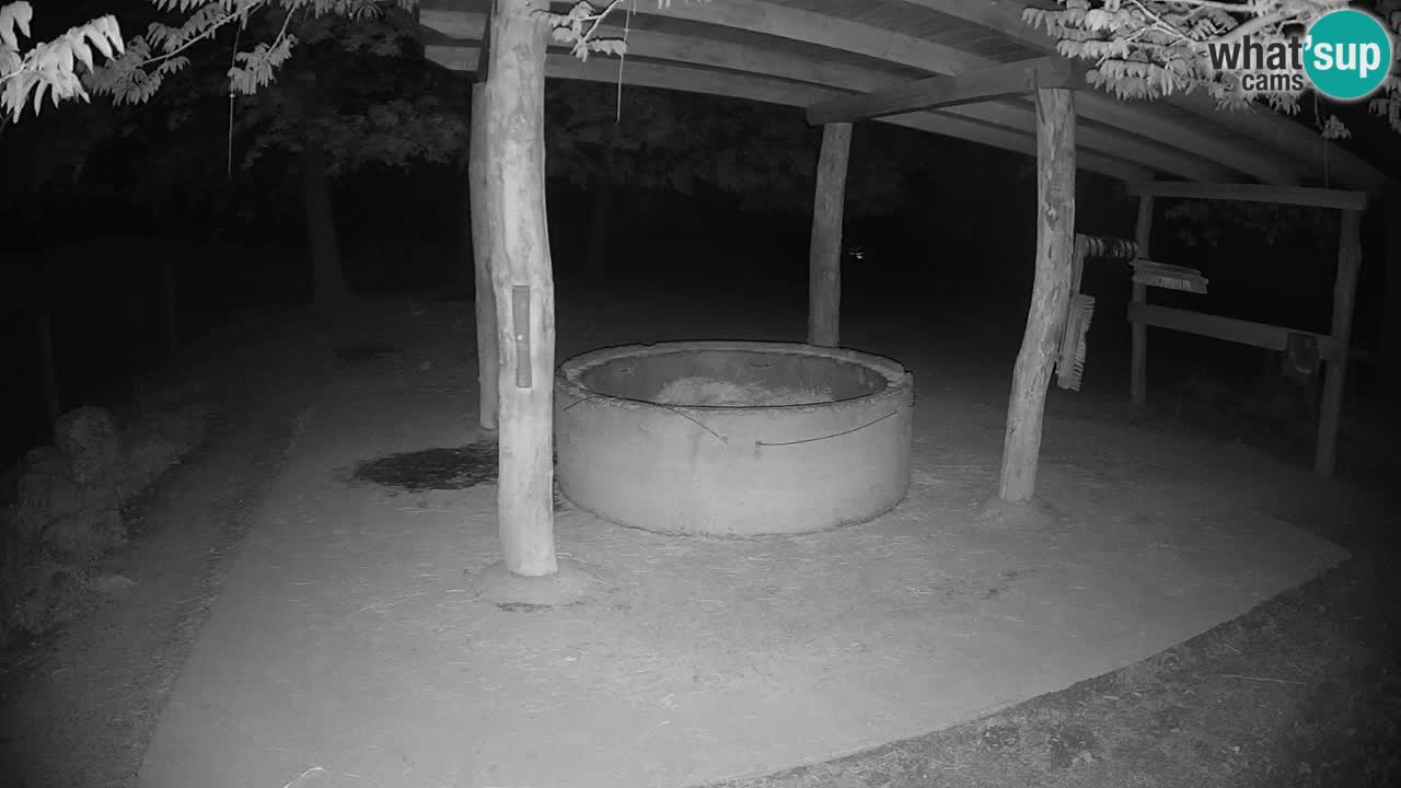 Live webcam Zebras in Ljubljana ZOO – Slovenia