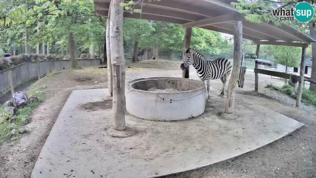 Live Webcam Zebras in Ljubljana ZOO – Slowenien