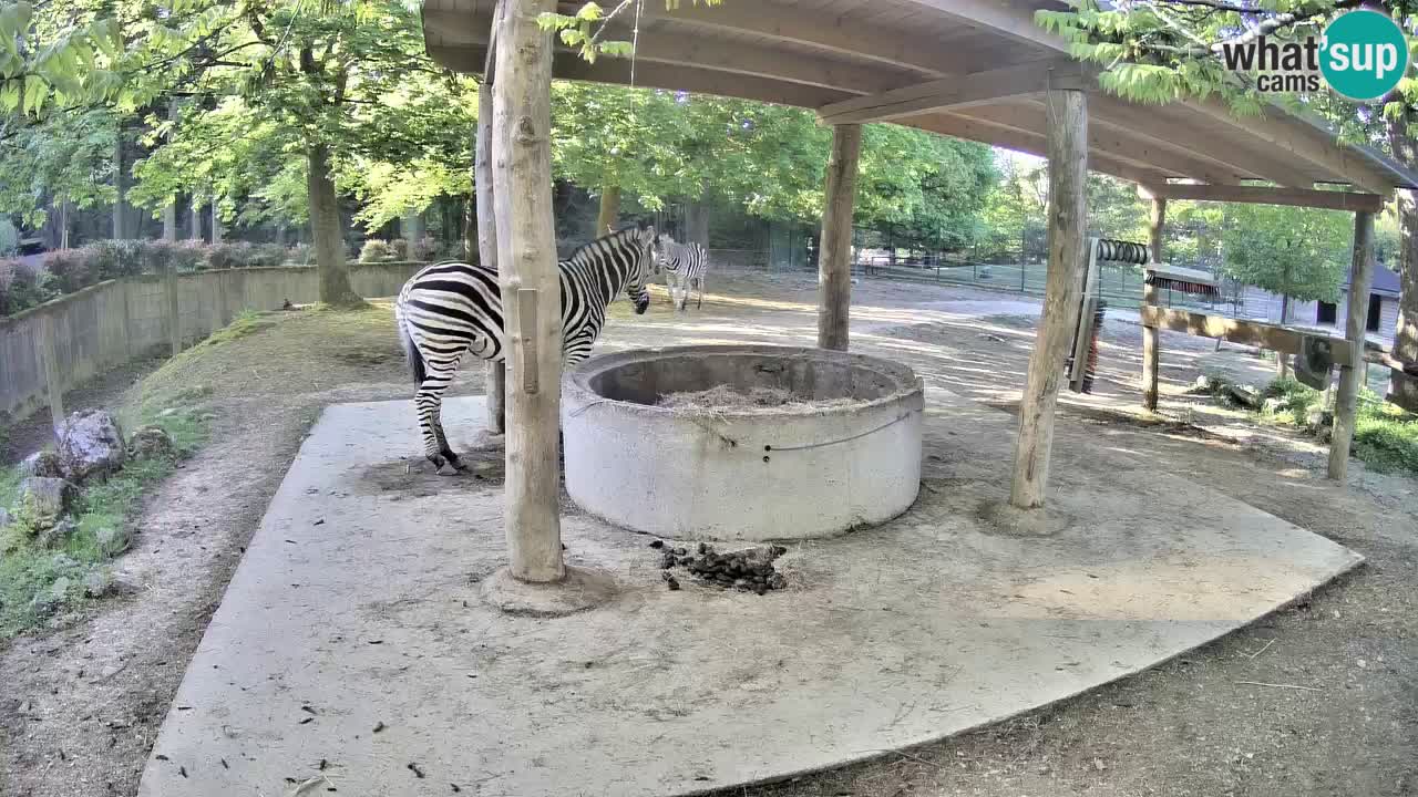 Live Webcam Zebras in Ljubljana ZOO – Slowenien