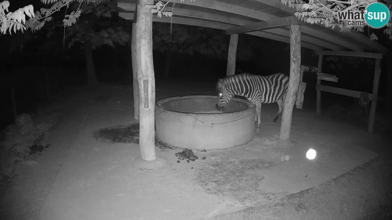 Live webcam Zebras in Ljubljana ZOO – Slovenia