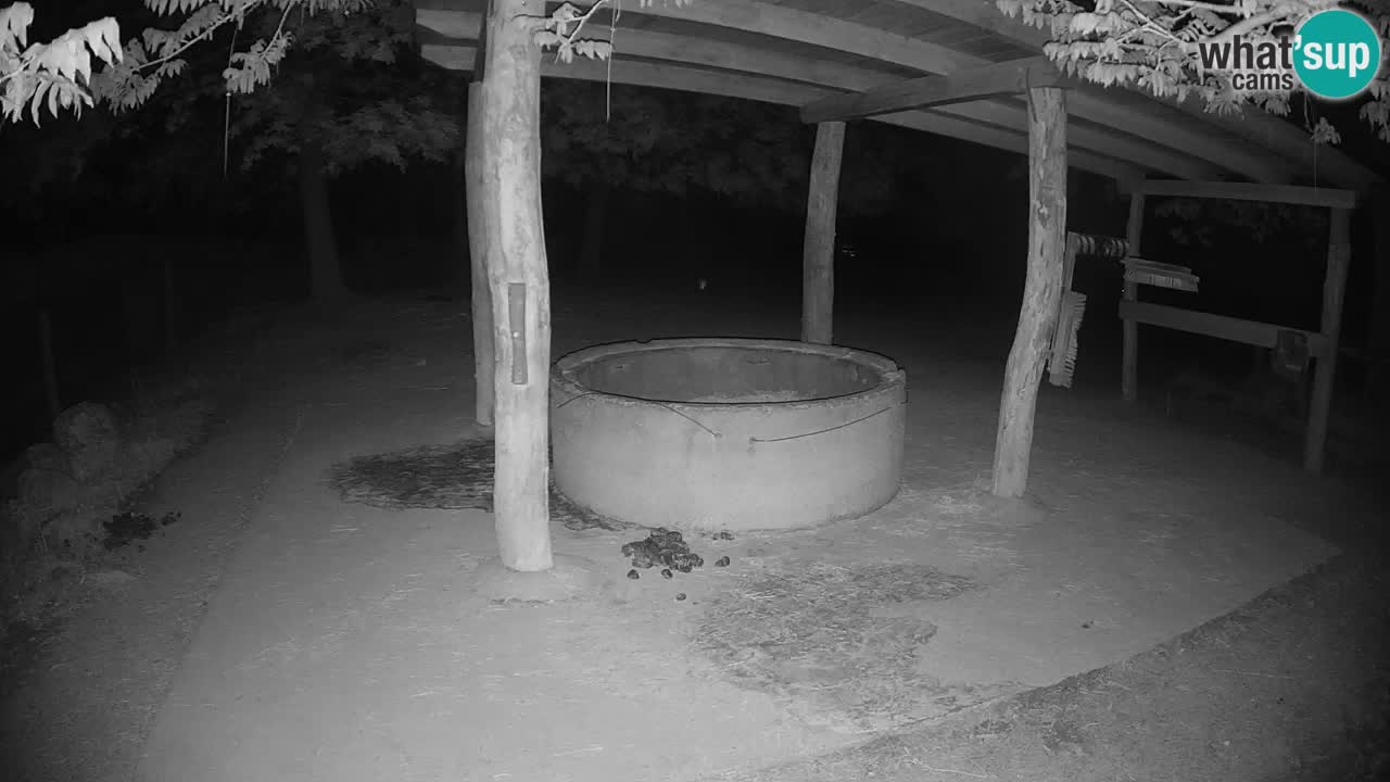 Live webcam Les zèbres in Ljubljana ZOO – Slovénie