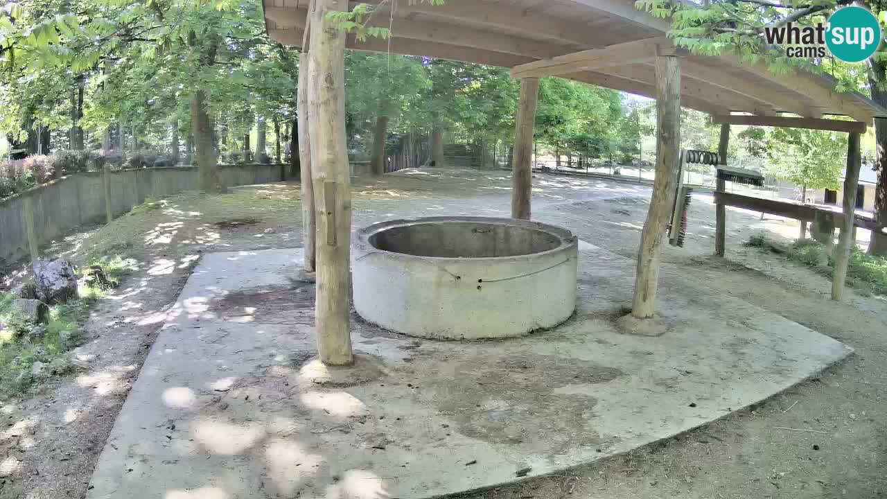 Live Webcam Zebras in Ljubljana ZOO – Slowenien