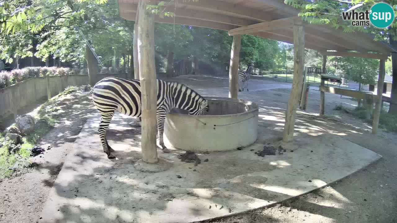 Live webcam Les zèbres in Ljubljana ZOO – Slovénie