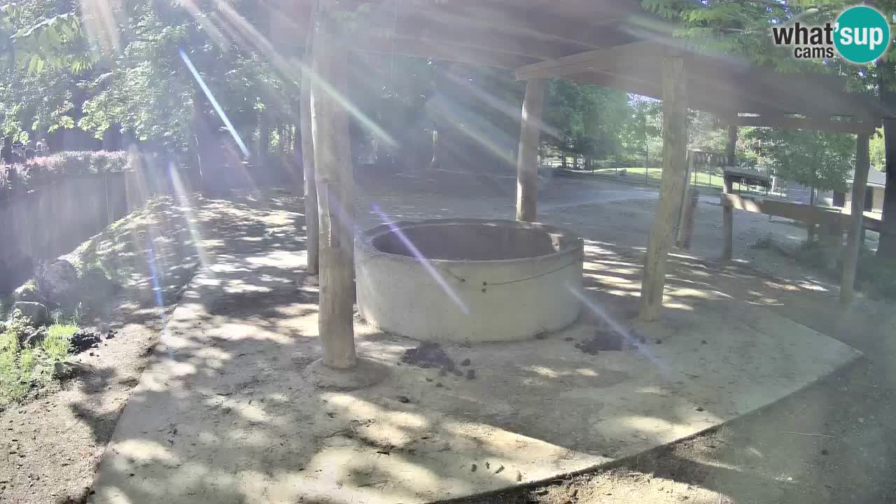 Live webcam Zebras in Ljubljana ZOO – Slovenia