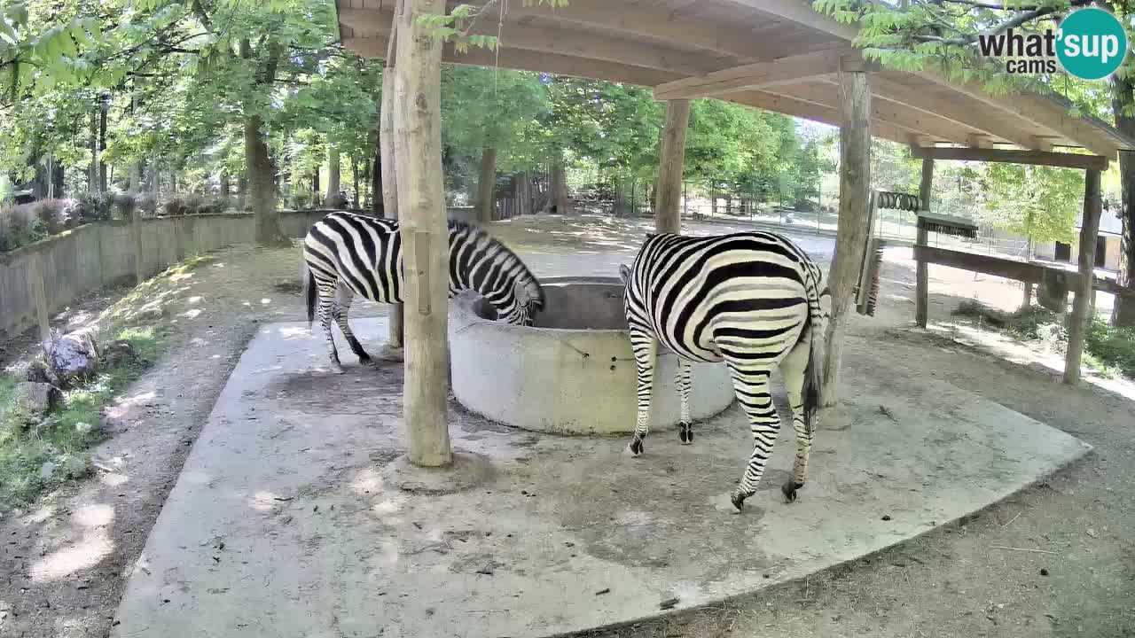 Camera en vivo Cebras in Ljubljana ZOO – Eslovenia