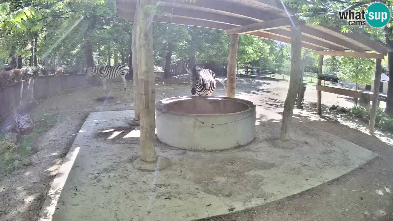 Live Webcam Zebras in Ljubljana ZOO – Slowenien
