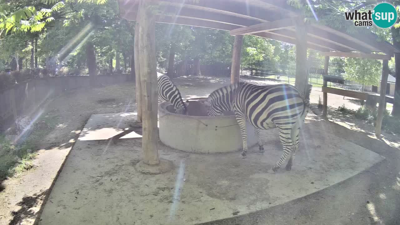 Web kamera uživo Zebras u ZOO Ljubljana – Slovenija