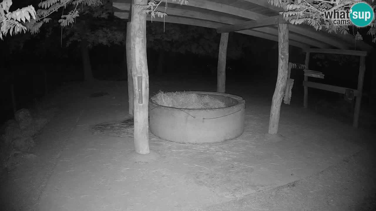 Live webcam Zebras in Ljubljana ZOO – Slovenia