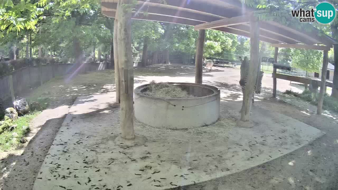 Camera en vivo Cebras in Ljubljana ZOO – Eslovenia