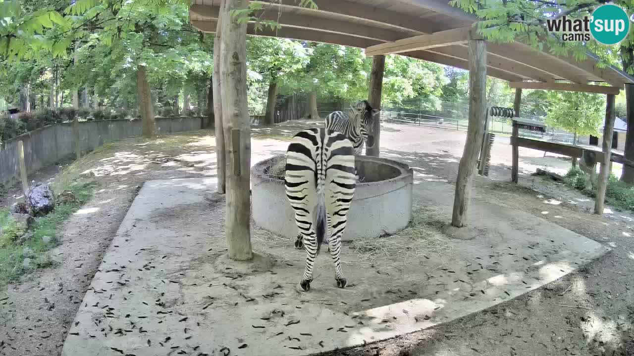 Zebre v živo v živalskem vrtu Ljubljana ZOO spletne kamere