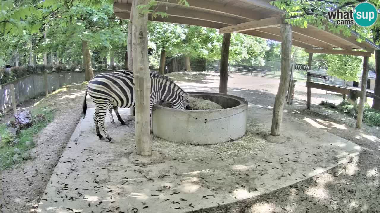 Camera en vivo Cebras in Ljubljana ZOO – Eslovenia