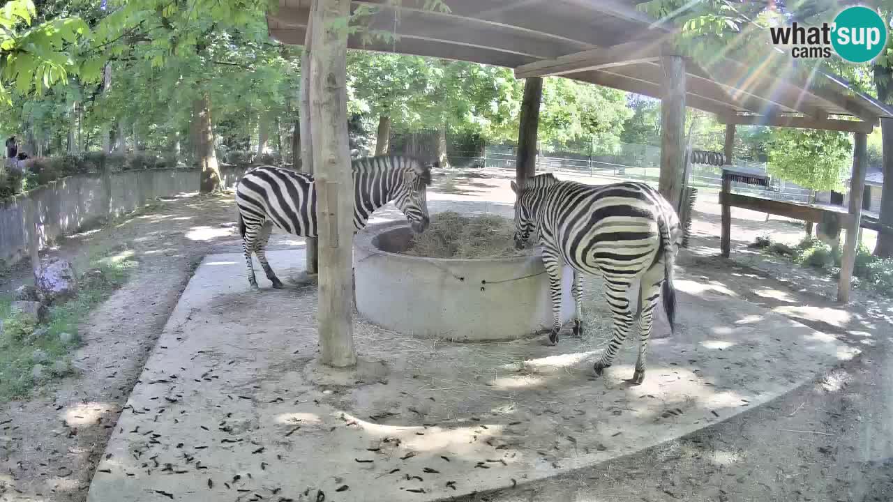 Live webcam Zebras in Ljubljana ZOO – Slovenia
