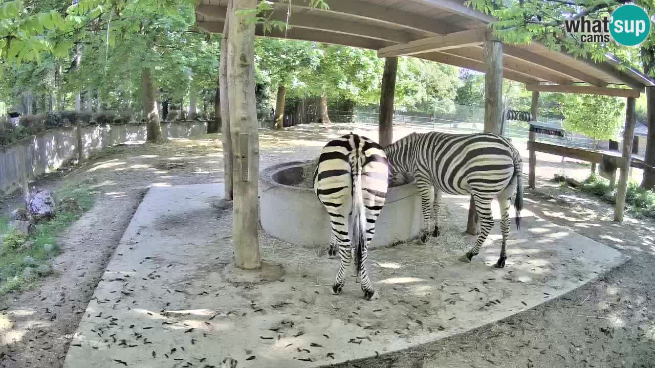 Zebre v živo v živalskem vrtu Ljubljana ZOO spletne kamere