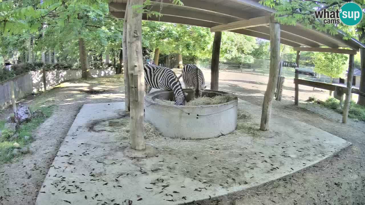 Camera en vivo Cebras in Ljubljana ZOO – Eslovenia