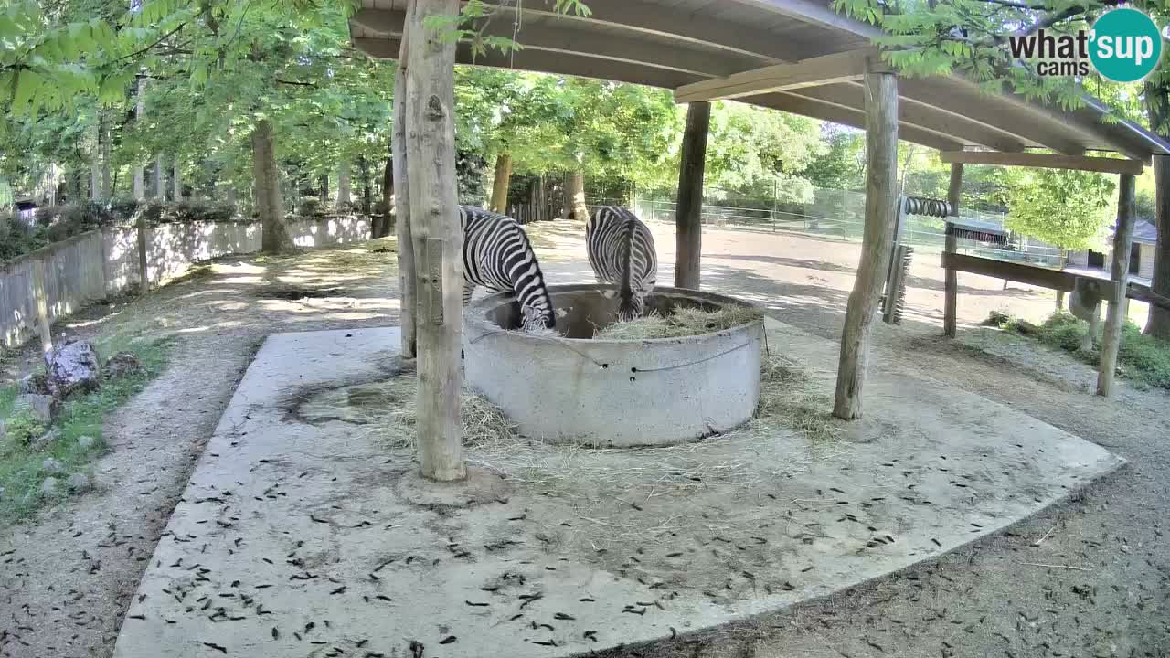 Le Zebre nello ZOO di Ljubljana – Slovenia Live webcam