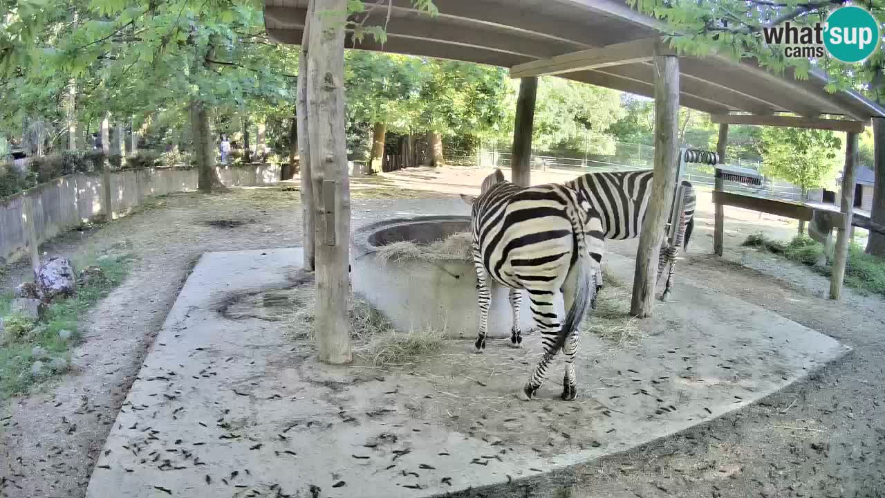 Live webcam Zebras in Ljubljana ZOO – Slovenia