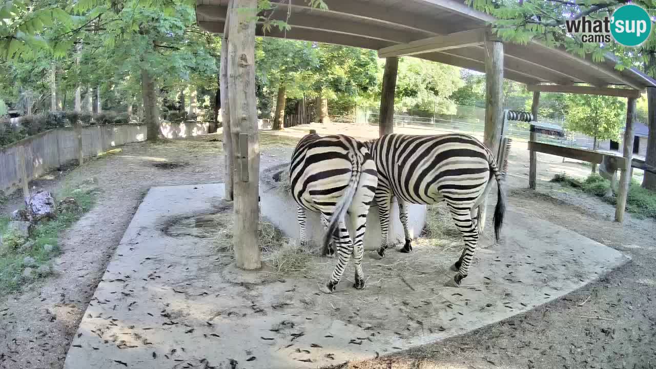 Web kamera uživo Zebras u ZOO Ljubljana – Slovenija