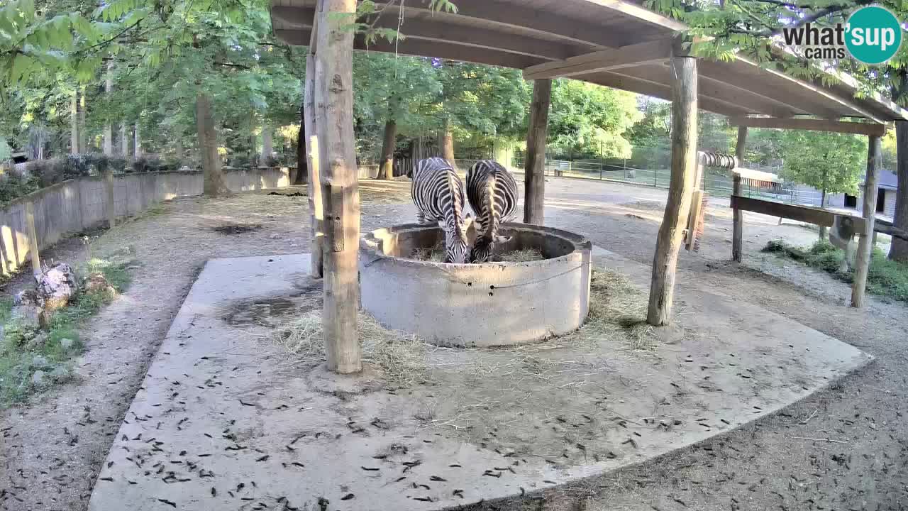 Le Zebre nello ZOO di Ljubljana – Slovenia Live webcam