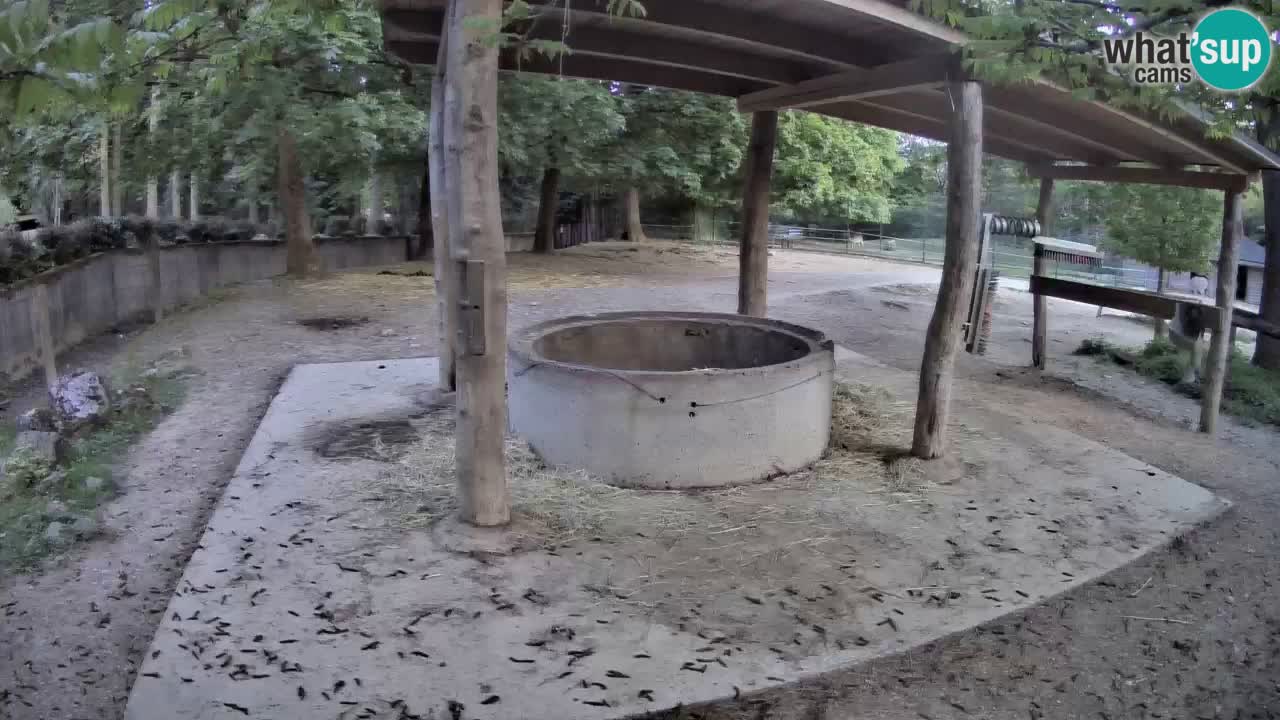 Web kamera uživo Zebras u ZOO Ljubljana – Slovenija