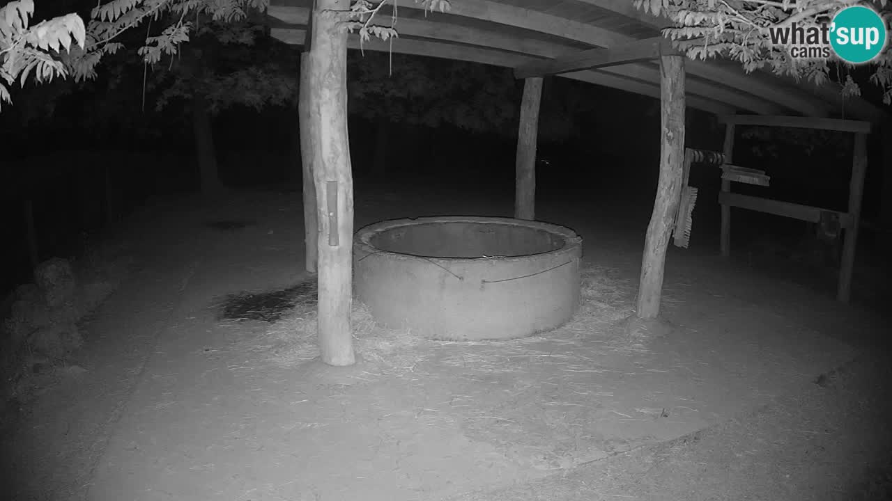 Le Zebre nello ZOO di Ljubljana – Slovenia Live webcam