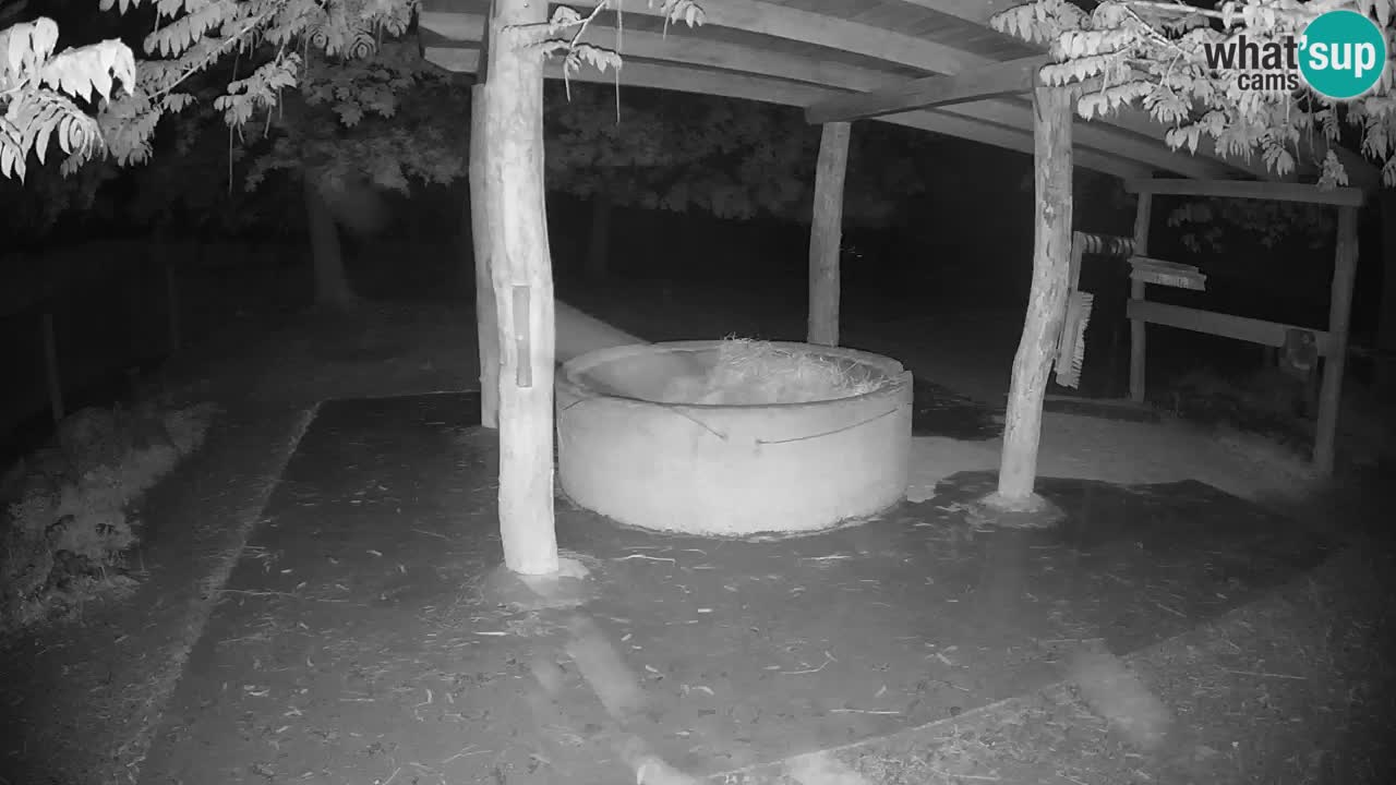 Le Zebre nello ZOO di Ljubljana – Slovenia Live webcam