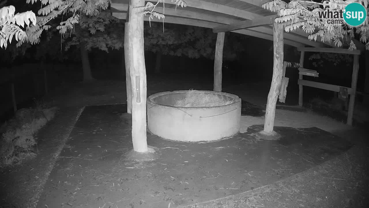Le Zebre nello ZOO di Ljubljana – Slovenia Live webcam