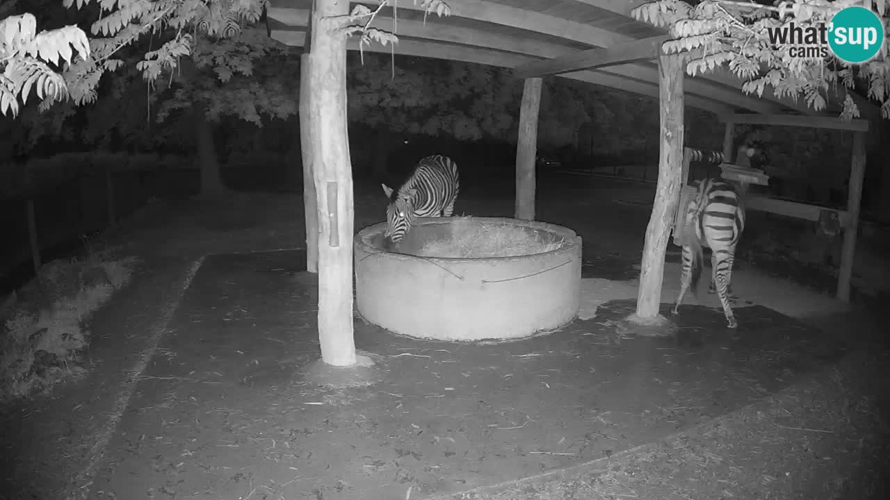 Live webcam Zebras in Ljubljana ZOO – Slovenia