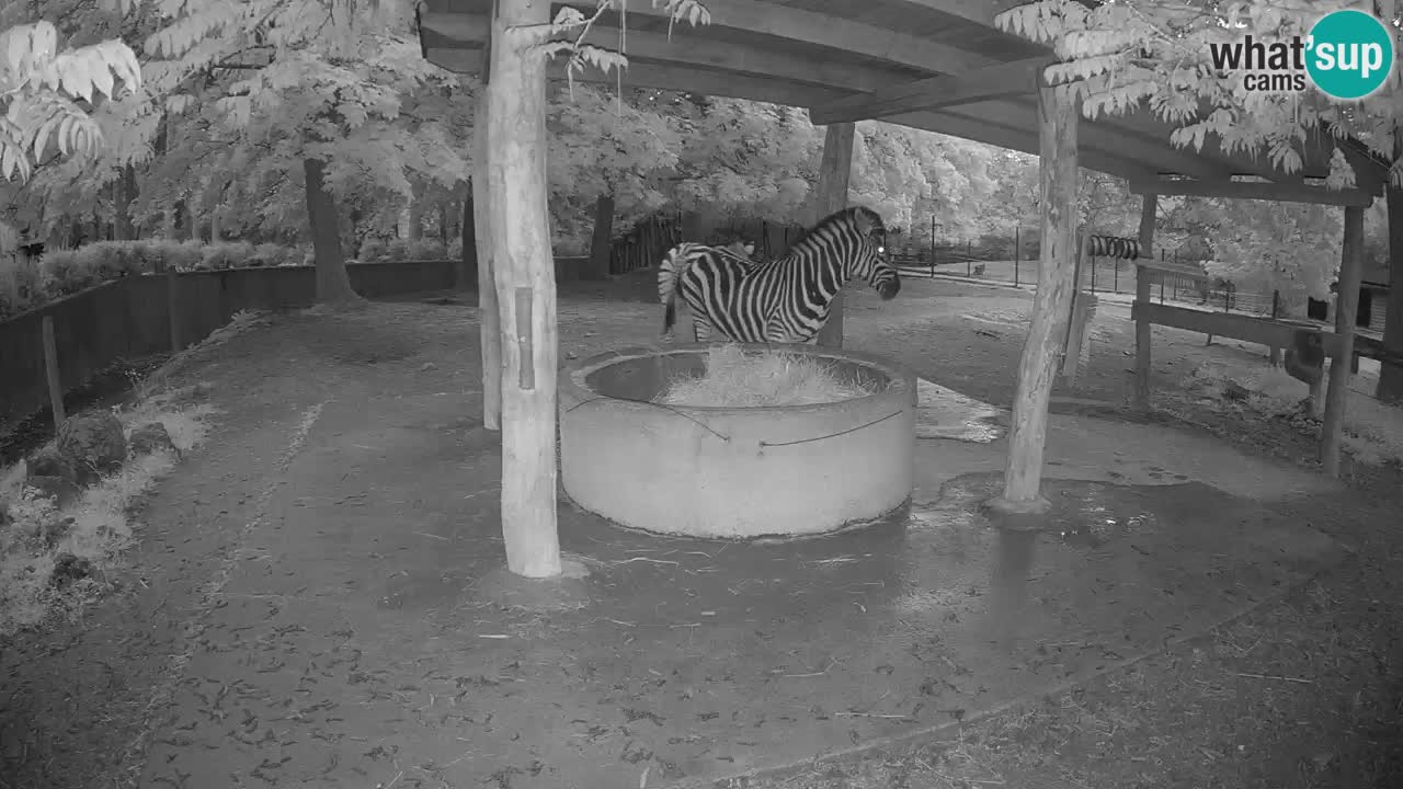 Zebre v živo v živalskem vrtu Ljubljana ZOO spletne kamere