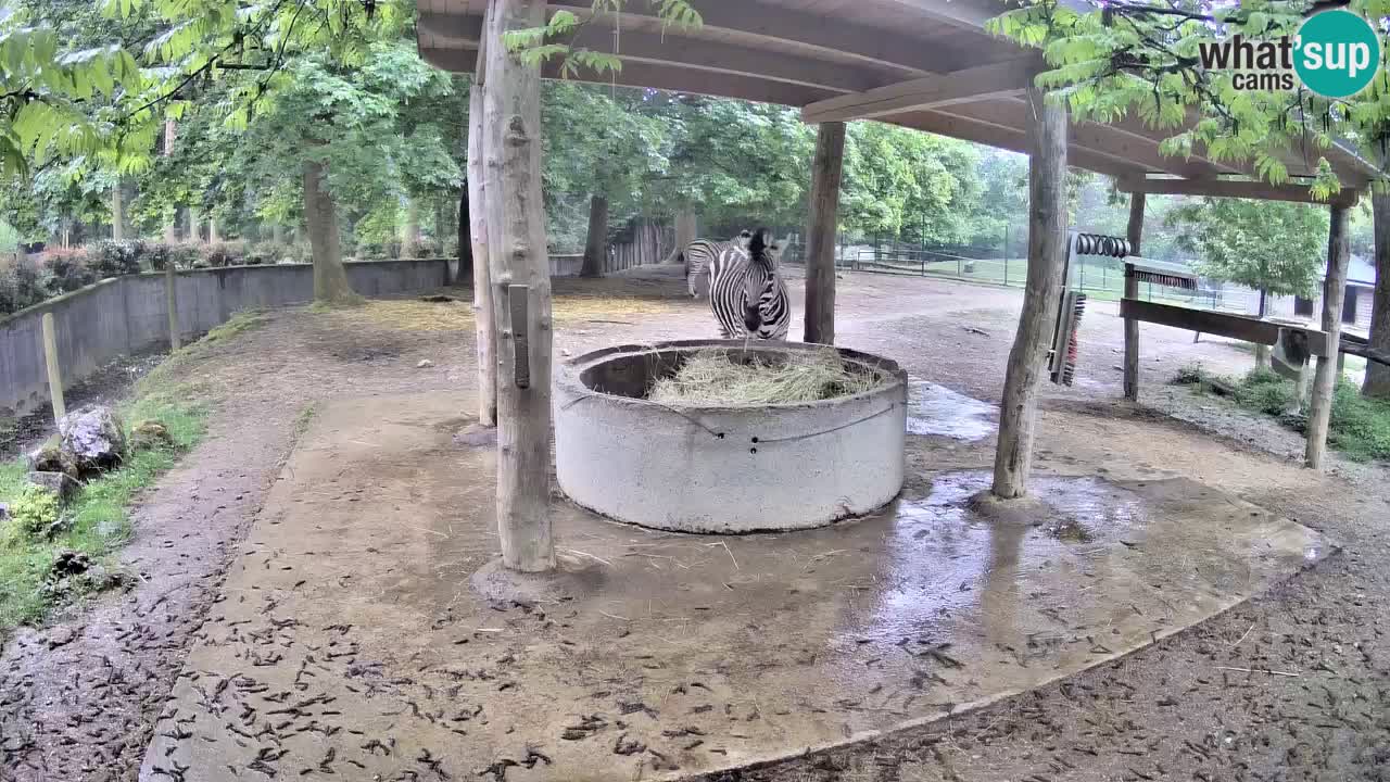 Live webcam Zebras in Ljubljana ZOO – Slovenia